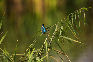 Eisvogel	
