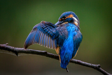 Eisvogel	
