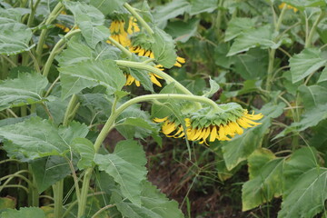 ひまわり畑ｉｎ滋賀