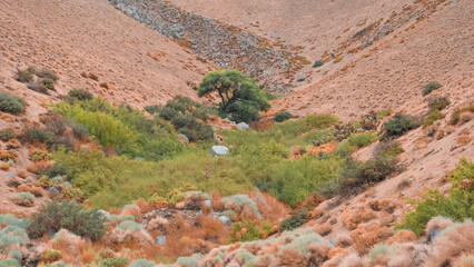 Tree in the valley rising to the mountains