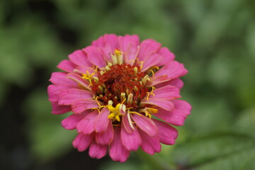 Fototapeta premium pink flower 