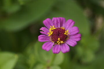 Fototapeta premium flower in the garden
