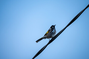 birds in the australian bush