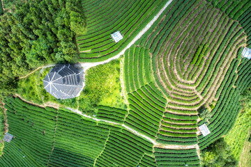 Aerial photography of Sanjiang Buyang Xianren alpine ecological tea fields