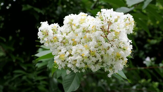 Tokyo,Japan - August 6, 2022: Closeup of White crinkled flowers of crape myrtle
