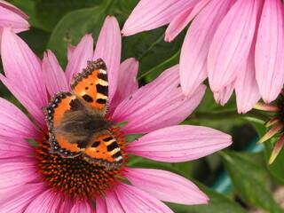he small tortoiseshell (Aglais urticae) butterfly on a flower (coneflower)
