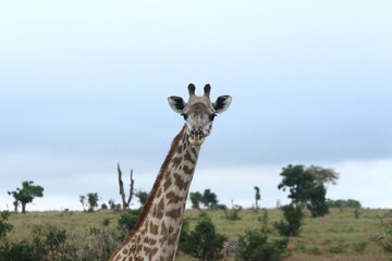 Giraffes in Tanzania