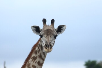 Obraz premium Giraffes in Tanzania