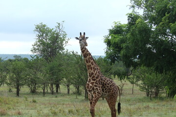 Giraffes in Tanzania
