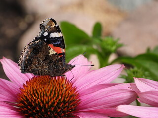 Red admiral butterfly (Aglais urticae) on a coneflower