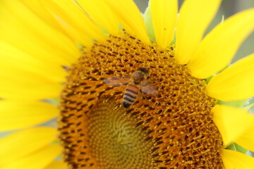 ヒマワリと蜂