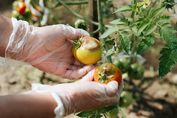Late blight of vegetables, fungal disease rotting tomato.Close-up of a hand in a glove holding...