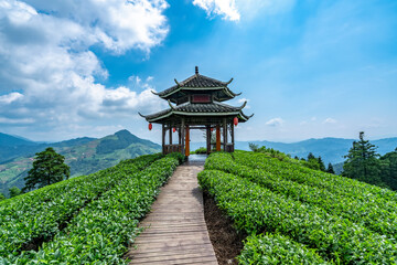 Fototapeta premium Sanjiang Buyang Xianren Ecological Tea Mountain Tea Field