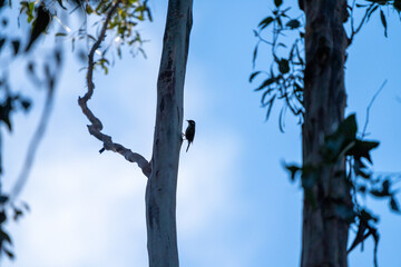 birds in the australian bush