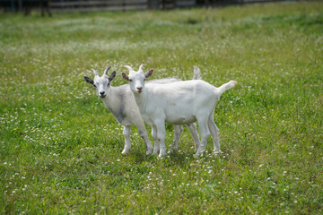 Two white goats came out on a blooming green lawn