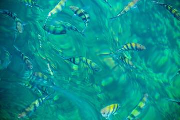 A group of saxatilis abudefduf fish in the blue sea that grows a lot of coral reefs