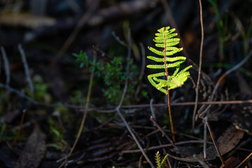 Fern plant growing in the bush in the Forrest in the outback in Tasmania Australia.