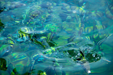 A group of saxatilis abudefduf fish in the blue sea that grows a lot of coral reefs