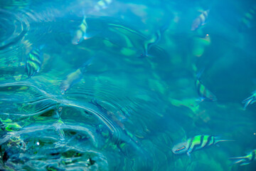 Fototapeta na wymiar A group of saxatilis abudefduf fish in the blue sea that grows a lot of coral reefs