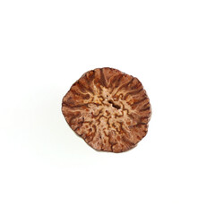 Nutmeg – Seed of Nutmeg Tree