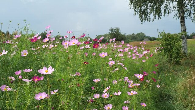 A triumph of beauty in nature.
The set of cosmos flowers form a beautiful background.
