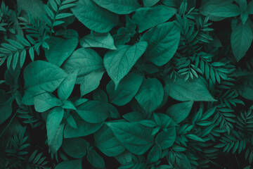 Fototapeta na wymiar Green leaf texture,Leaf texture background.Natural background of green leaves.Green leaves pattern background.