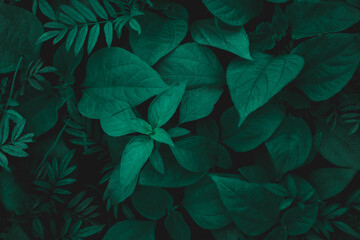 Fototapeta na wymiar Green leaf texture,Leaf texture background.Natural background of green leaves.Green leaves pattern background.