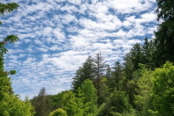 Blue sky with beautiful clouds and various kinds of trees