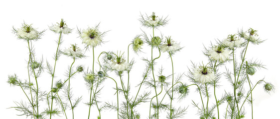 White flowers Love-in-a-Mist, Nigella damascena isolated on white background.
