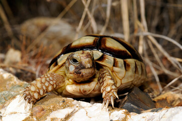 junge Breitrandschildkröte // juvenile Marginated tortoise (Testudo marginata) - Peloponnes, Griechenland
