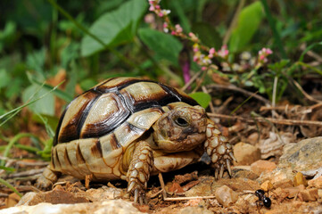 junge Breitrandschildkröte // juvenile Marginated tortoise (Testudo marginata) - Peloponnes, Griechenland