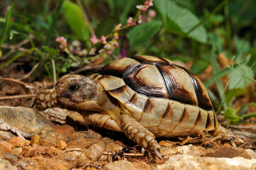 junge Breitrandschildkröte // juvenile Marginated tortoise (Testudo marginata) - Peloponnes, Griechenland