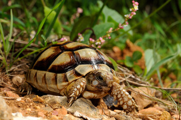 juvenile Marginated tortoise // junge Breitrandschildkröte (Testudo marginata) - Peloponnese, Greece