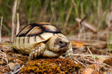 junge Breitrandschildkröte // juvenile Marginated tortoise (Testudo marginata) - Peloponnes, Griechenland