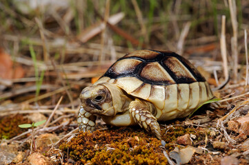 juvenile Marginated tortoise // junge Breitrandschildkröte (Testudo marginata) - Peloponnese, Greece