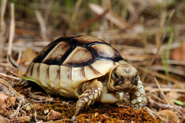 juvenile Marginated tortoise // junge Breitrandschildkröte (Testudo marginata) - Peloponnese, Greece