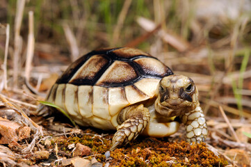 junge Breitrandschildkröte // juvenile Marginated tortoise (Testudo marginata) - Peloponnes, Griechenland