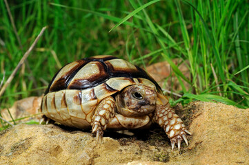 junge Breitrandschildkröte // juvenile Marginated tortoise (Testudo marginata) - Peloponnes, Griechenland