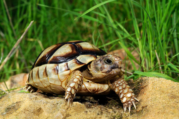 juvenile Marginated tortoise // junge Breitrandschildkröte (Testudo marginata) - Peloponnese, Greece