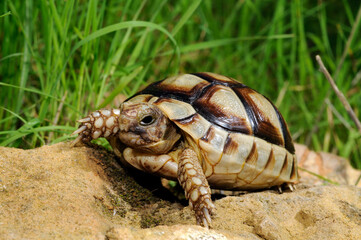 Obraz premium juvenile Marginated tortoise // junge Breitrandschildkröte (Testudo marginata) - Peloponnese, Greece