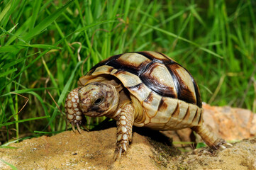 junge Breitrandschildkröte // juvenile Marginated tortoise (Testudo marginata) - Peloponnes, Griechenland