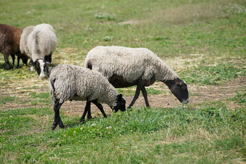 sheep with beautiful wool graze on a green lawn