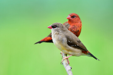 female in brown and male in red strawberry finch together perching on branch expose over greeny paddy field in Thailand