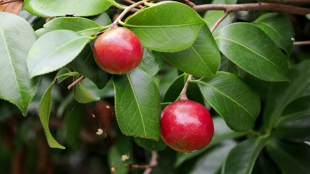 Tokyo,Japan - August 6, 2022: Red fruits of Camellia japonica

