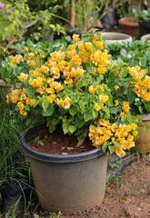 A Portrait picture of a beautiful Bougainvillea or Buttiana Flower plant in a pot in pale Yellow colors in the tropical climates of India.
