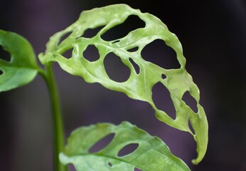 Beautiful leaves of Monstera Obliqua Peru, a rare tropical plant © Khairil