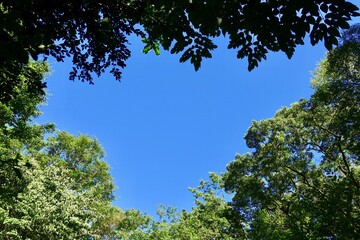 青空に映える緑の木々　空の背景