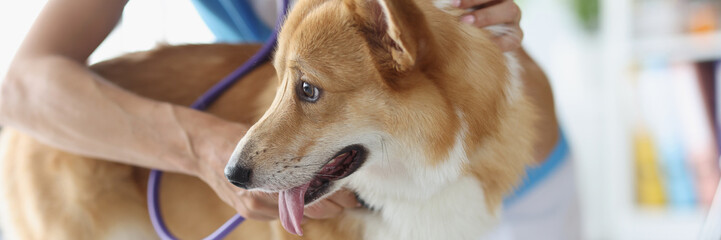 The veterinarian listens with a stethoscope to a corgi, blurry