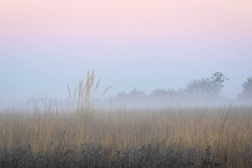 Obraz na płótnie Canvas Foggy Winter Morning in the Field