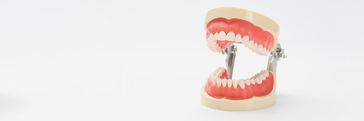 Plastic model of an open jaw on a white background